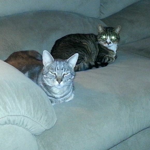 Meet your Posher, Lola - Picture 2 of 3